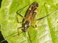 Miris striatus